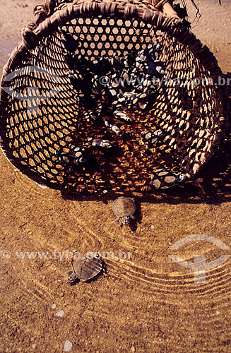  Baby turtles going from the basket to the river - Amazon region - Brazil 