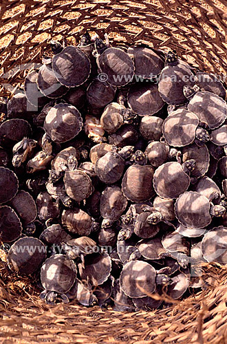  Baby Turtles on basket - Amazon region - Brazil 