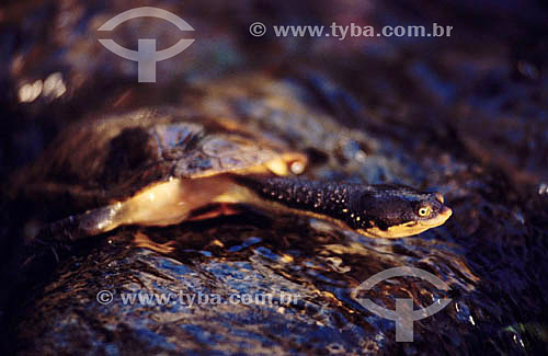  (Hydromedusa maximiliani) Snake-Necked Turtle - Brazil 