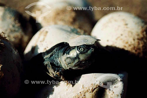  Baby turtle hatching out of eggs in the sand - Brazil 