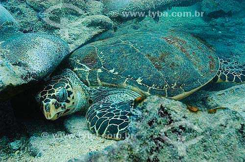  Loggerhead Sea Turtle (Caretta caretta) - Recife coast - Pernambuco state - Brazil 