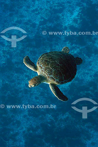  Green Sea Turtle (Chelonia mydas) - Fernando de Noronha island - Pernambuco state - Brazil 
