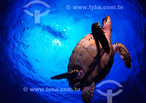  Hawksbill Turtle (Eretmochelys imbricata) - Fernando de Noronha island - Pernambuco state - Brazil 