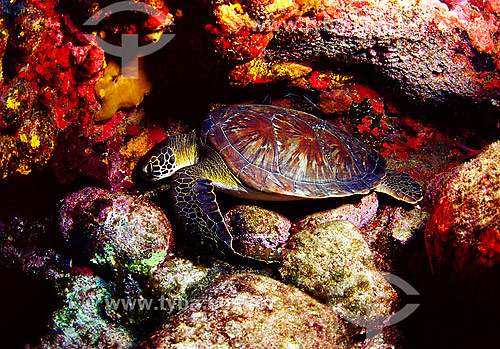  Turtle - Fernando de Noronha island - Pernambuco state - Brazil 