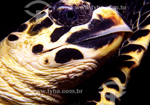  Hawksbill (Eretmochelys imbricata) - Guarapari region - Espirito Santo region - Brazil 