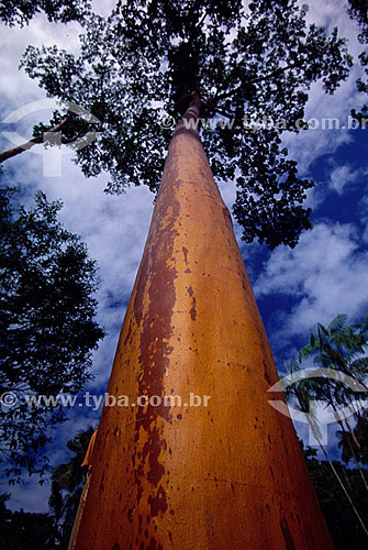  Tree - Botanic Garden* - Rio de Janeiro city - Rio de Janeiro state - Brazil  * It is a National Historic Site since 05-30-1938. 