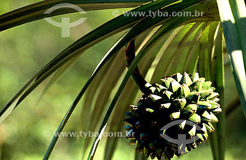  Botanic Garden* - Rio de Janeiro city - Rio de Janeiro state - Brazil  * It is a National Historic Site since 05-30-1938 