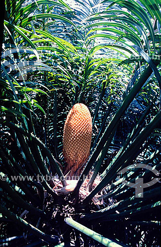  Sagu - fruit - Botanic Garden* - Rio de Janeiro city - Rio de Janeiro state - Brazil  * It is a National Historic Site since 05-30-1938. 