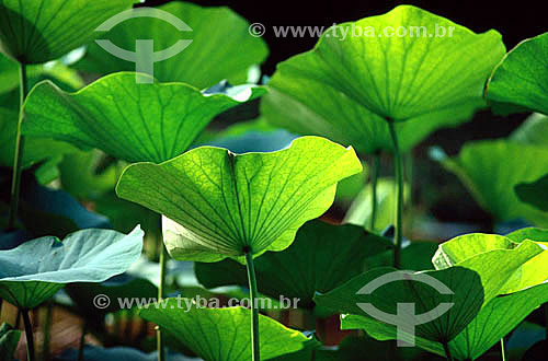  Water plants at the Botanic Garden* - Rio de Janeiro city - Rio de Janeiro state - Brazil  * It is a National Historic Site since 05-30-1938. 