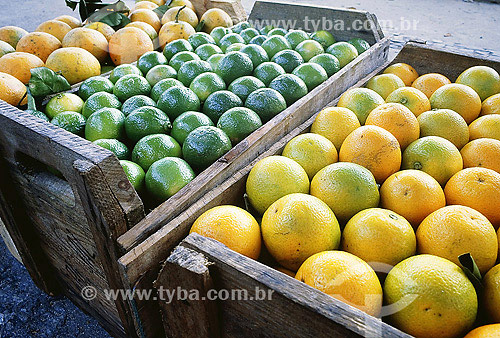  Oranges for sale in market 