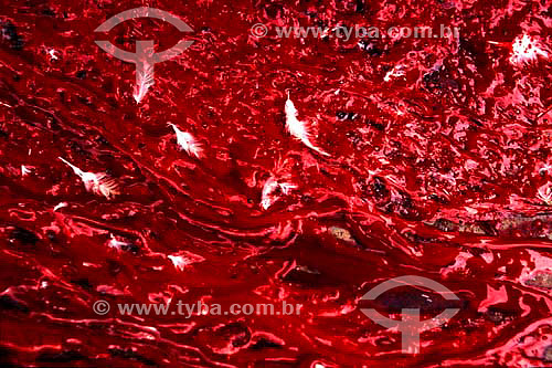  Blood and feathers 