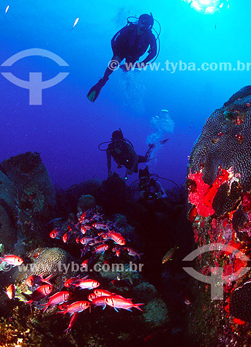  Divers near shoal of fishes  