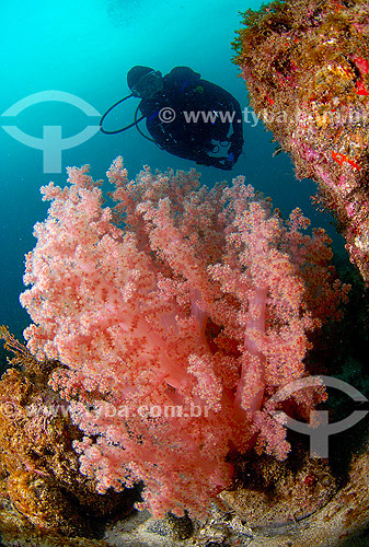  Diver - Cabo Frio region - Rio de Janeiro state - Brazil 