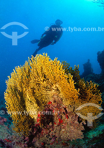  Corals in Abrolhos with diver on the background - Bahia state - Brazil - 2007 