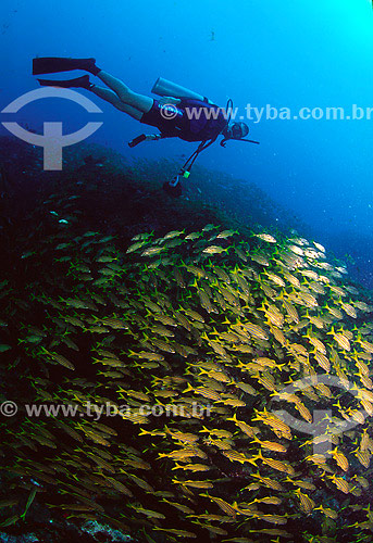  Diver with shoal of Xiras (Haemulon chrysargyreum) - Fernando de Noronha region - Pernanbuco state - Brazil - 2007 