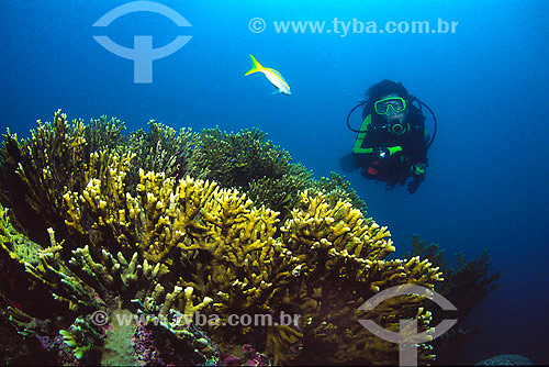  Diver in Abrolhos - Bahia state - Brazil - 2007 