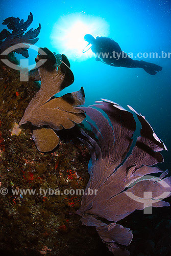  Gorgonias with Diver on the background - Cabo Frio region - Rio de Janeiro state - Brazil - 2007 