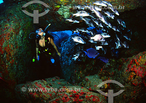  Diver and shoal of fishes - Fernando de Noronha region - Pernambuco state - Brazil - 2007 