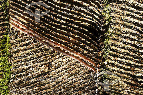  (Hevea brasiliensis) rubber tree - Detail of latex extracting for further rubber production - Acre state - Brazil  
