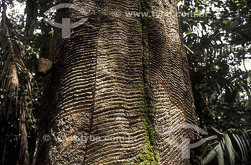  (Hevea brasiliensis)  rubber tree - Detail of latex extracting for further rubber production - Acre state - Brazil 
