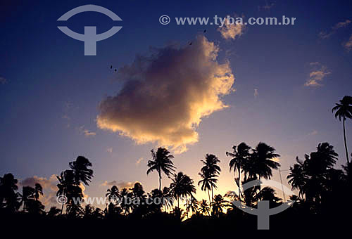  Silhouette of coconuts at sunset - Maceio city - Alagoas state - Brazil 