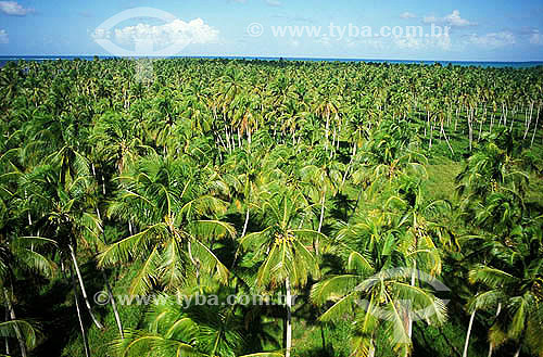  Coconut trees at Maceio city coast - Alagoas state - Brazil 