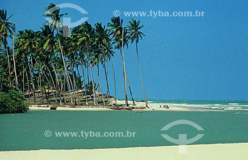  View of Alagoas Beach with coconut trees - Alagoas state - Brazil 