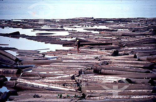  Tree trunks, illegal commerce of wooden  - Amapa state - Brazil 