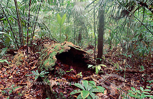  Igapo trees, detail of tree trunk and dead leaves in ground - Amazon Rain forest 