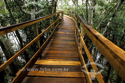  Wood Bridge - Amazonian - Brazil 
