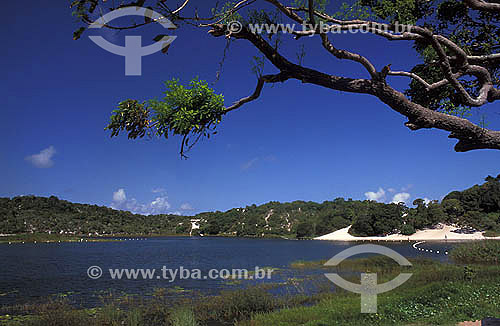  Tree trunk at the foreground with the Abaete lagoon in the background - Salvador city - Brazil 