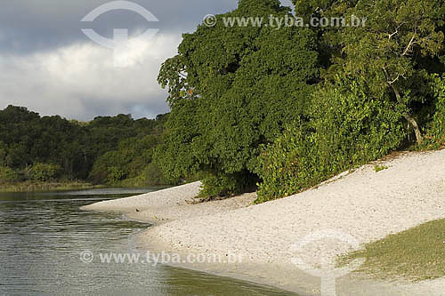  Lagoa Metropolitan Park  and Abaete Dunes - Salvador city - Bahia state - Brazil 