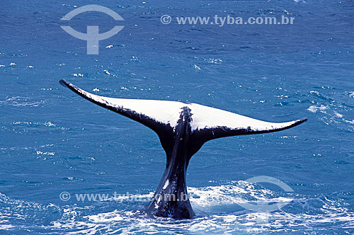  Tail of Jubarte Wahle (Brazilian Humpback Whale) - Abrolhos Bank* - 