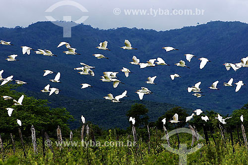  Birds flying - Santa Terezinha region - Bahia state - Brazil 