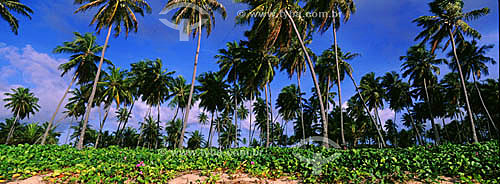  Coconut trees - Barra de Sao Joao - 