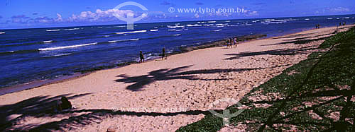  Shadow of coconut trees on the sand of Praia do Forte Beach - Barra de Sao Joao - 