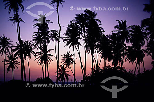  A cluster of palms in the village of Jericoacoara at twilight - Ceara state - Brazil 