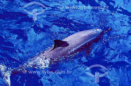  Dolphin - Fernando de Noronha Island* - Pernambuco state - Brazil  * The archipelago Fernando de Noronha is a UNESCO World Heritage Site since 12-16-2001. 