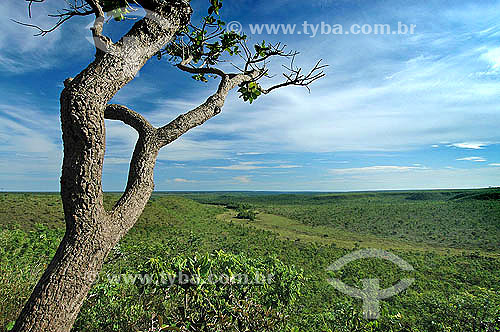  Tree at foregorund - Cerrado ecosystem, umid field and ciliar woods (woods at river banks) - Ema´s National Park - Goias state - Brazil 