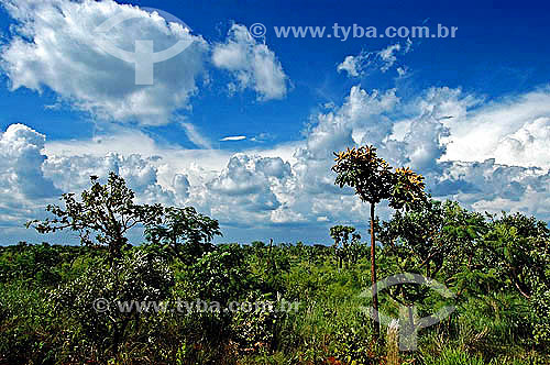  Cerrado ecosystem landscape with blue sky with clouds - Ema´s National Park - Goias state - Brazil 