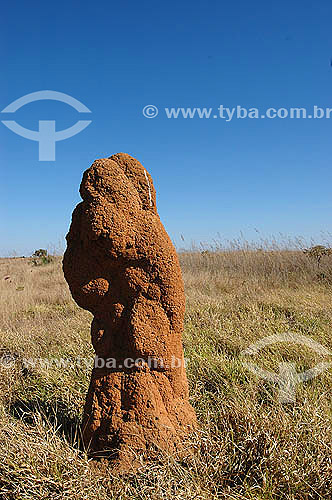  Termite mounds - Cerrado ecosystem - Ema´s National Park - Goias state - Brazil - 2005 