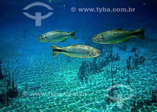  Prata´s River - Bonito city - Mato Grosso do Sul State - Brazil 