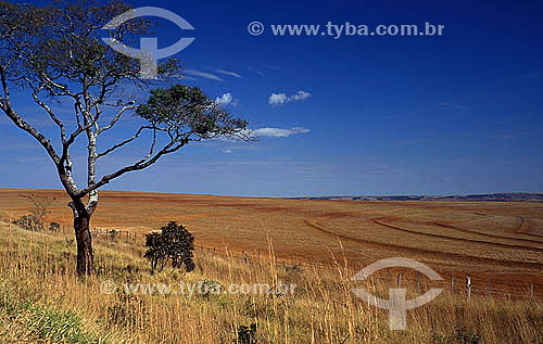  Plow field with tree - Sacramento city - Minas Gerais state - Brazil - July 2003 