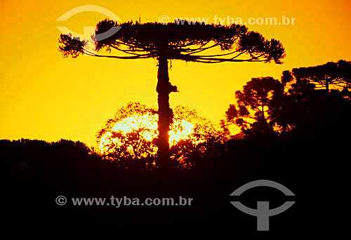  Silhouette  of Araucaria tree - Parana state - Brazil 