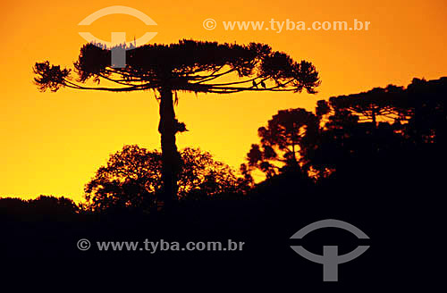  Araucaria or Monkey-Puzzle tree silhouette at sunset - Parana state - Brazil 