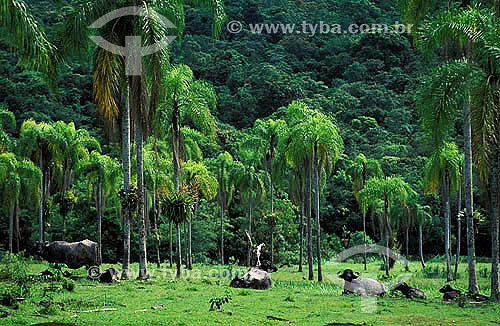  Buffalos near palm trees - Guaraqueçaba city - Parana state - Brazil 