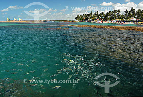  Natural sea pools at Porto de Galinhas village - Pernambuco state coast - Brazil 