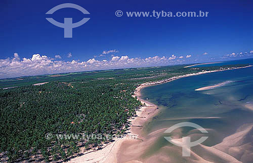  Coconut trees, sand and sea - Carneiros beach - Pernambuco state coast - Brazil - 2000 