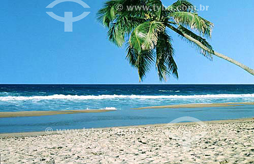  Ipanema Beach with Coconut palm in the foreground - Rio de Janeiro city - Rio de Janeiro state - Brazil 