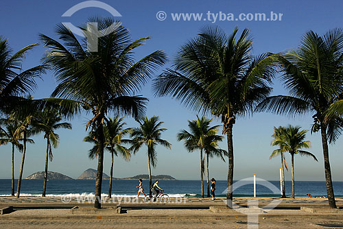  View of palmtrees at Ipanema beach  - Rio de Janeiro city - Rio de Janeiro state (RJ) - Brazil